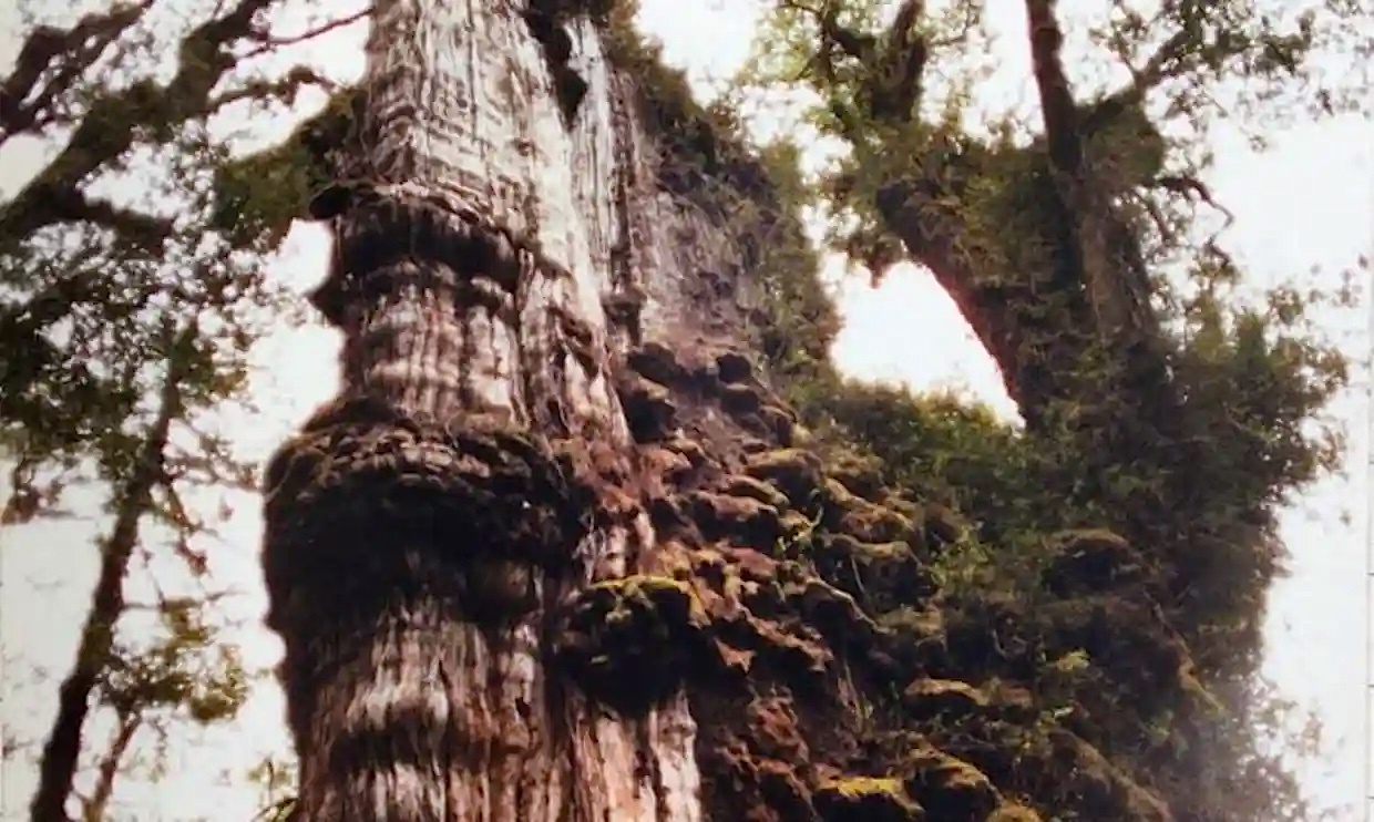 World's Oldest Tree: दुनिया का सबसे पुराना पेड़, 5484 साल पुराना