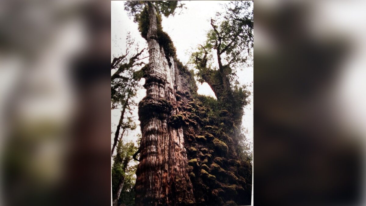 World's Oldest Tree: दुनिया का सबसे पुराना पेड़, 5484 साल पुराना 