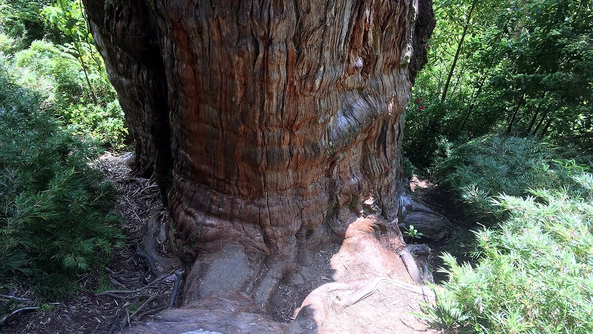 World's Oldest Tree: दुनिया का सबसे पुराना पेड़, 5484 साल पुराना 
