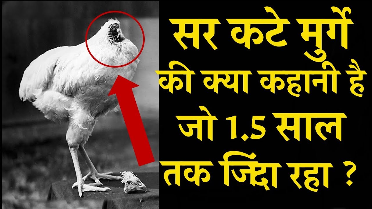 Miracle Mike the Headless Chicken